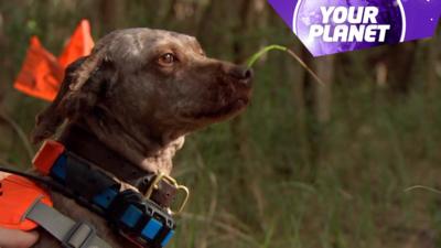 A picture of a dog with the your planet logo