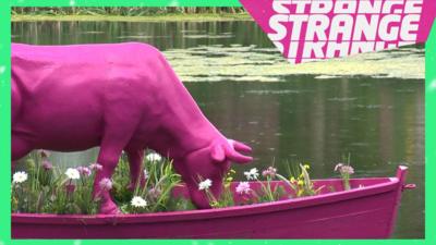 A pink bull in a boat