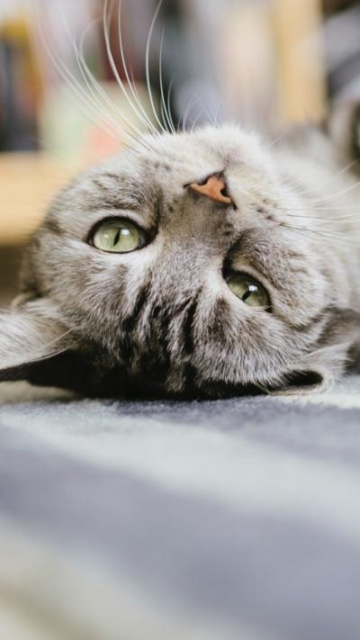 A cat lying on its back