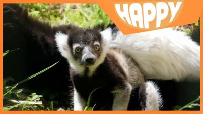 a lemur and the Happy logo