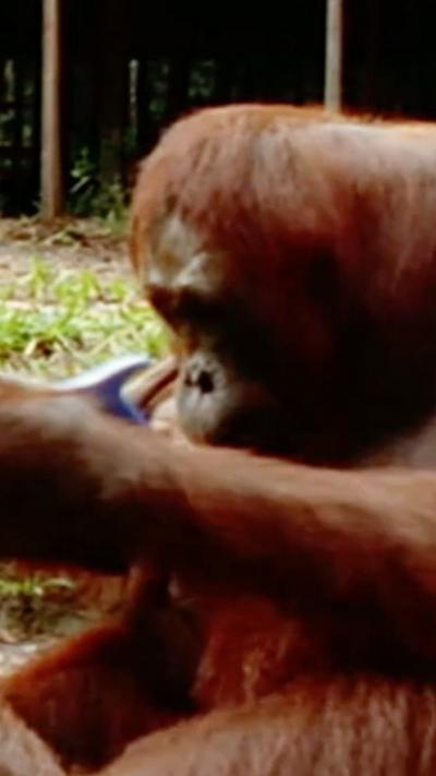 Attenborough sitting outdoors beside an orangutan in the foreground, as he explains how she can use a saw to cut a piece of wood