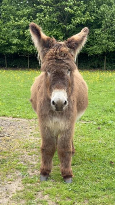 Donkey stands in a field looking towards the camera. The donkey has a brown fluffy coat.
