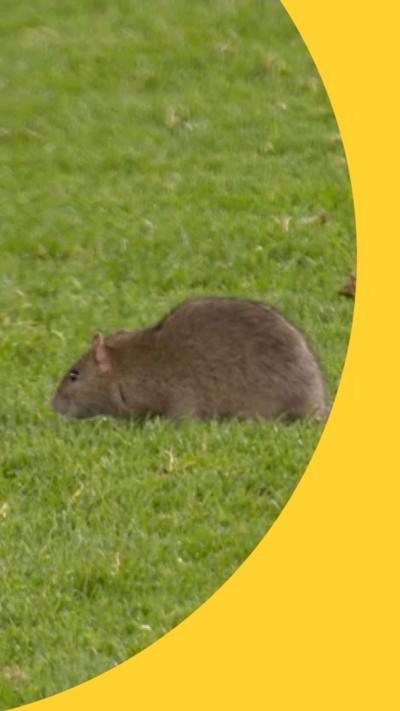 A rat on a green football pitch.