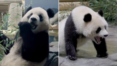 Pandas from China seen exploring new home at DC Zoo