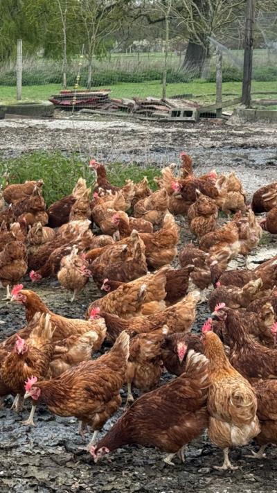 Group of chickens outside