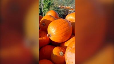 Pumpkins on a farm in Hampshire