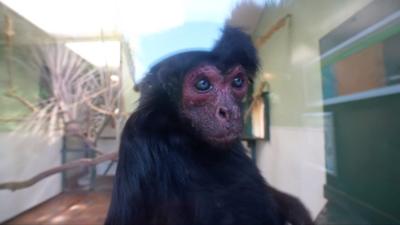 Rare monkey recovers from worrying illness