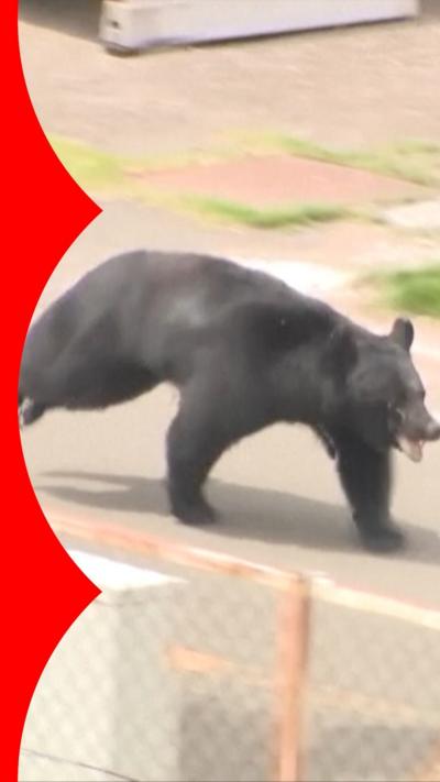 A black bear runs alongside fence.