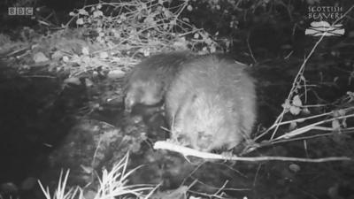 Beaver footage