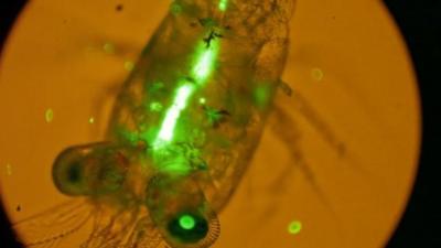 Fluorescent pieces of plastic drifting near some copepods