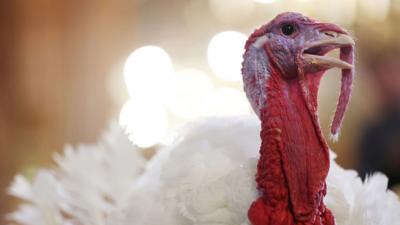 Up close photo of a turkey's face as it looks off camera, with the body blurred in the background.