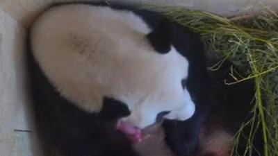 Giant panda Yang Yang with cub, 8 Aug 16