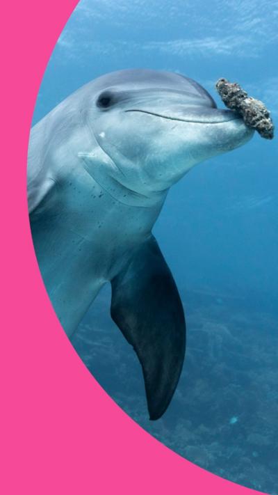 A bottlenose dolphin balancing a coral on its rostrum