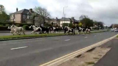 Horses running across a dual carriageway in West Yorkshire