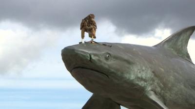 Bird of prey at The Deep in Hull