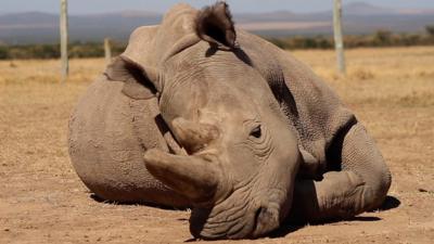 Northern white rhino