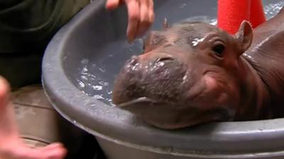 A pemature baby hippo, named Fiona