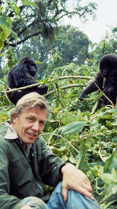 Attenborough crouched in dense vegetation, smiling at the camera with two gorillas meters away behind him