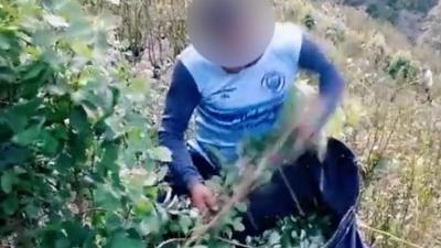 Screenshot of a TikTok video posted by a coca farmer in Colombia