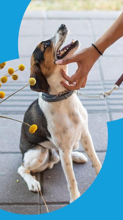 A woman pets her dog on pavement outdoors.