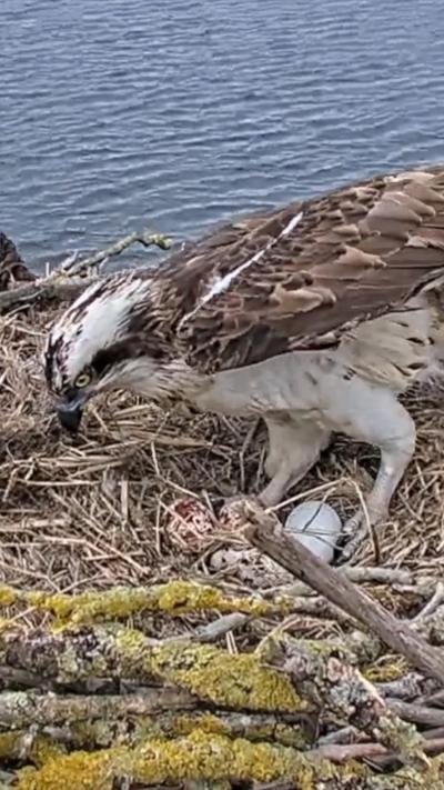 Osprey standing over eggs in nest