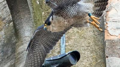 Peregrine falcon