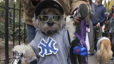 Dog dressed as Mets fan