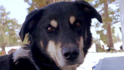 A black and brown dog