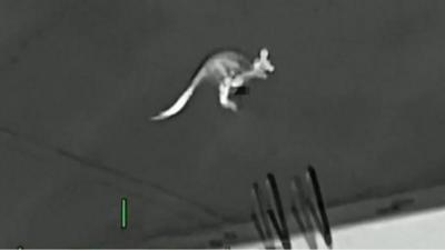 Thermal image of kangaroo