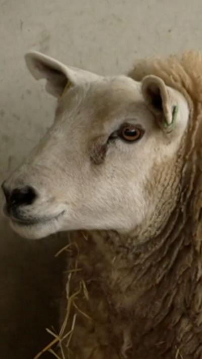 The white face of a sheep