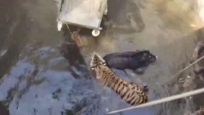 Tiger and boar stuck in a well