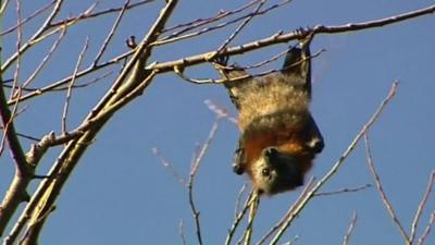 fruit bats