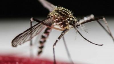 Mosquito Aedes Aegypti