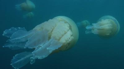 Barrel jellyfish