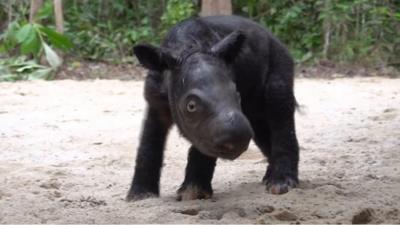 Sumatran rhino calf