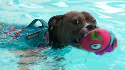 A puppy with deformed legs is now a top sniffer dog thanks to special treatment in a swimming pool.