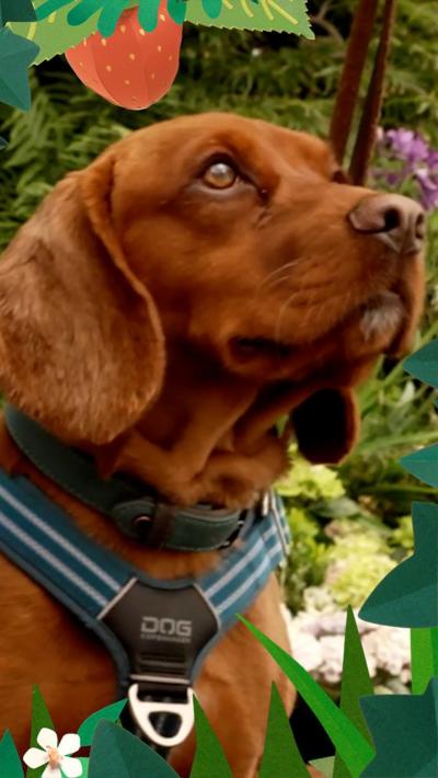 Wimbledon dogs