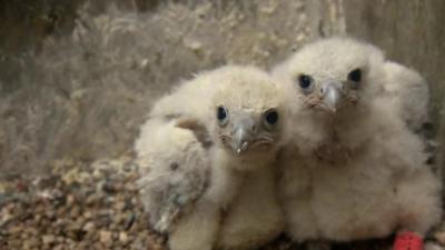 Peregrine falcon chicks