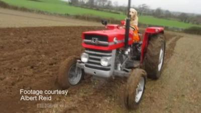 Rambo the dog rides a tractor in County Down