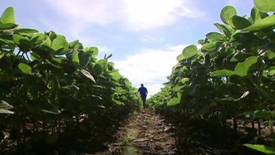 Farmer in his field