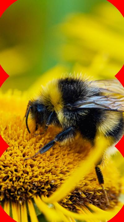 A bee sits on a sunflower