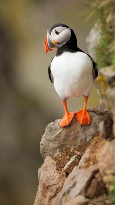 a puffin standing on a cliff edge