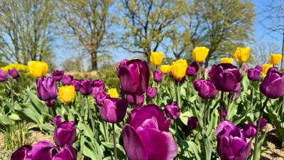 A close up of yellow and purple flowers in front of tall trees with blue sky in between