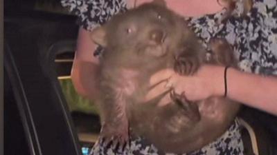 Baby wombat held by influencer