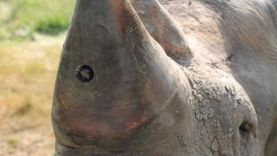 Rhino fitted with a camera in its horn