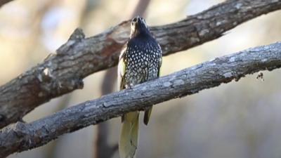 Regent honeyeater