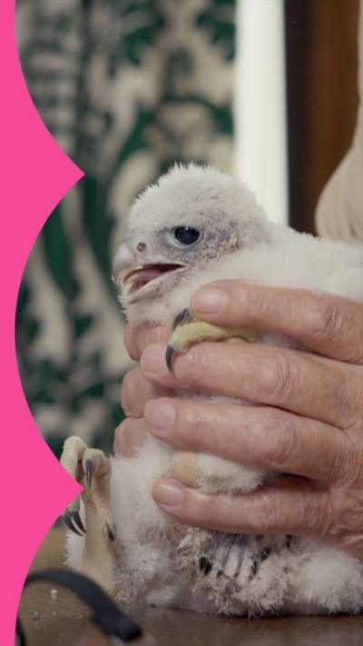 A pair of hands holds a fluffy white peregrine falcon chick