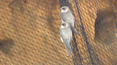 Sand martins