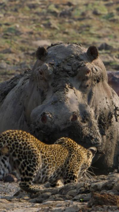 A leopard approaches a massive hippo