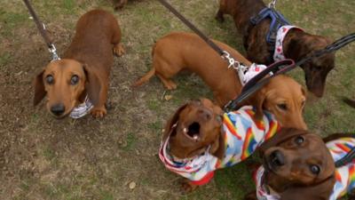 Five sausage dogs in Southwold, Suffolk, gathered for an annual charity walk